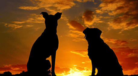 Diversas investigaciones indican que, en promedio, los perros mestizos suelen vivir más tiempo que muchas razas puras. CANVA