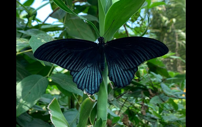 El significado que cada persona atribuye a la visita de una mariposa negra dependerá de sus creencias, su cultura y la manera en que decida interpretar ese encuentro. UNSPLASH