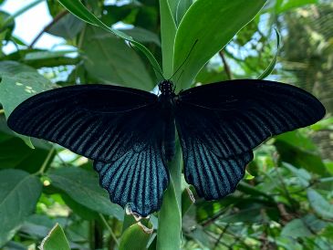 El significado que cada persona atribuye a la visita de una mariposa negra dependerá de sus creencias, su cultura y la manera en que decida interpretar ese encuentro. UNSPLASH
