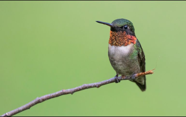 Los colibríes, científicamente agrupados en la familia Trochilidae, son aves endémicas y exclusivas de América.  ESPECIAL / CANVA