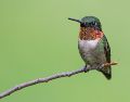 Los colibríes, científicamente agrupados en la familia Trochilidae, son aves endémicas y exclusivas de América.  ESPECIAL / CANVA