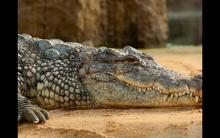 Los ataques de cocodrilos en Puerto Vallarta son un riesgo que todo turista debe conocer. ESPECIAL/PIXABAY