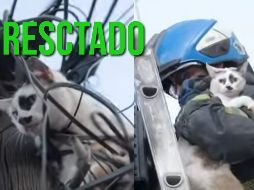 Así se logró el rescate de un gatito en la colonia Analco. ESPECIAL / FACEBOOK Protección Civil y Bomberos GDL