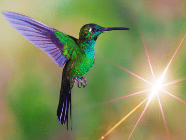 En un estado de pánico constante, el colibrí acelera aún más su ya vertiginoso ritmo cardíaco, llevándolo al límite. ESPECIAL / CANVA