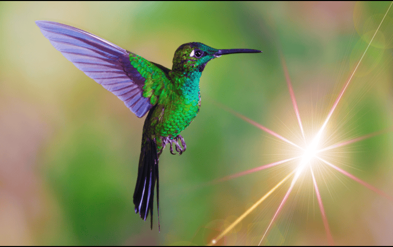 En un estado de pánico constante, el colibrí acelera aún más su ya vertiginoso ritmo cardíaco, llevándolo al límite. ESPECIAL / CANVA
