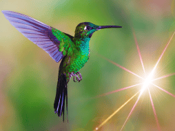 En un estado de pánico constante, el colibrí acelera aún más su ya vertiginoso ritmo cardíaco, llevándolo al límite. ESPECIAL / CANVA