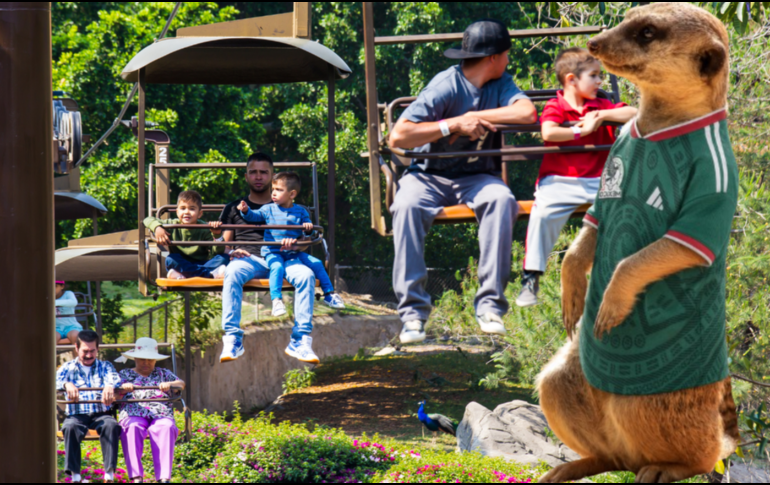 Si planeas aprovechar esta increíble promoción, te recordamos que el Zoológico Guadalajara se encuentra muy cerca de la Barranca de Huentitán. ESPECIAL/ EL INFORMADOR/ ARCHIVO/ Pexels