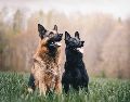 Expertos en psicoanálisis revelan que este sueño simboliza protección extrema, lealtad y la necesidad de establecer límites claros en la vida diaria. Unsplash