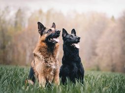 Expertos en psicoanálisis revelan que este sueño simboliza protección extrema, lealtad y la necesidad de establecer límites claros en la vida diaria. Unsplash