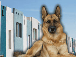 Descubre las mejores razas de perros guardianes para proteger tu hogar en México. ESPECIAL/Canva