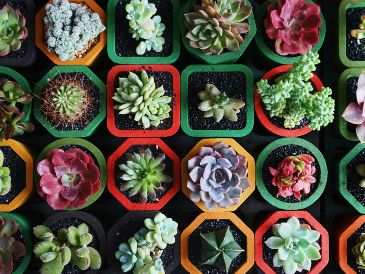 Al darles la cálida bienvenida en casa, no solo se adoptan seres vivos maravillosos que purifican el aire, sino que se crea un santuario personal vibrante, diseñado específicamente para que la abundancia florezca. Unsplash