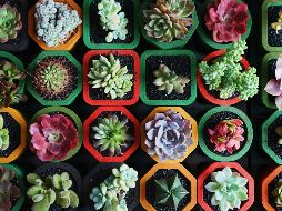 Al darles la cálida bienvenida en casa, no solo se adoptan seres vivos maravillosos que purifican el aire, sino que se crea un santuario personal vibrante, diseñado específicamente para que la abundancia florezca. Unsplash