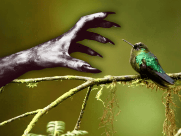 Desvincular al colibrí de la brujería es el primer paso fundamental para garantizar su supervivencia. ESPECIAL / CANVA