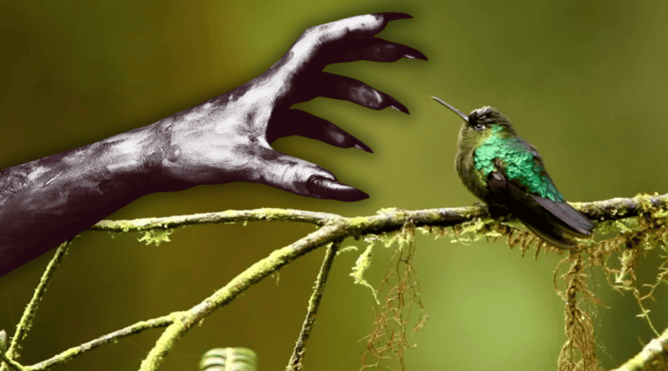 Desvincular al colibrí de la brujería es el primer paso fundamental para garantizar su supervivencia. ESPECIAL / CANVA