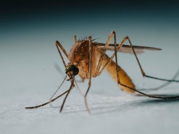 Debido a que el estado de salud del paciente contagiado de paludismo era estable, pudo regresar a Colombia UNSPLASH / R. WILDE