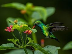 La aparición de esta ave suele estar relacionada con cosas positivas como la suerte. UNSPLASH / M. PROTZEN