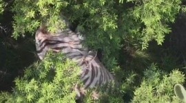 Tigre escapa de recinto privado