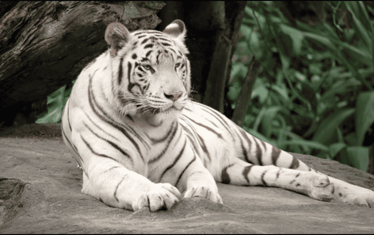 Actualmente el tigre de bengala está catalogado como En Peligro debido a la pérdida de hábitat y la caza furtiva. CANVA