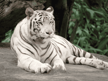 Actualmente el tigre de bengala está catalogado como En Peligro debido a la pérdida de hábitat y la caza furtiva. CANVA