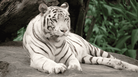 Actualmente el tigre de bengala está catalogado como En Peligro debido a la pérdida de hábitat y la caza furtiva. CANVA