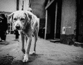 Algunas creencias populares incluso afirman que los perros poseen una sensibilidad especial para detectar cambios en el ambiente. CANVA