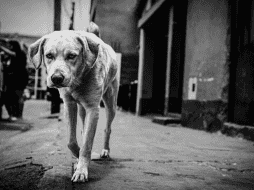 Algunas creencias populares incluso afirman que los perros poseen una sensibilidad especial para detectar cambios en el ambiente. CANVA