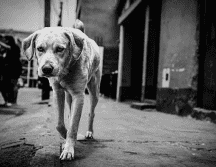 Algunas creencias populares incluso afirman que los perros poseen una sensibilidad especial para detectar cambios en el ambiente. CANVA