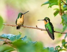 Desde una perspectiva cultural y espiritual, la mayoría de las leyendas americanas coinciden en que los colibríes no deben ser capturados, ya que representan la libertad, el equilibrio y la conexión entre el mundo natural y el espiritual. UNSPLASH
