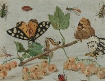 Hasta ahora, la ciencia ha descrito (nombrado y caracterizado) alrededor de 1,2 millones de especies de insectos y se sabe que quedan muchas más por descubrir. Unsplash