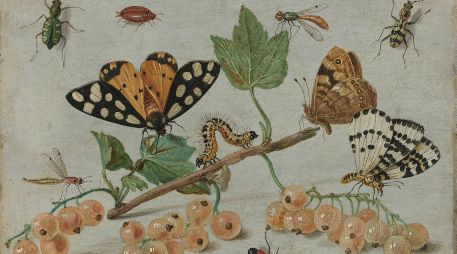 Hasta ahora, la ciencia ha descrito (nombrado y caracterizado) alrededor de 1,2 millones de especies de insectos y se sabe que quedan muchas más por descubrir. Unsplash