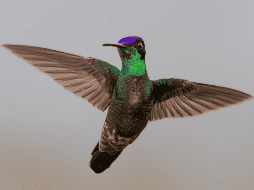 Con más de 360 especies distribuidas únicamente en el continente americano, estas aves continúan maravillando tanto a científicos como a observadores de naturaleza.  CANVA