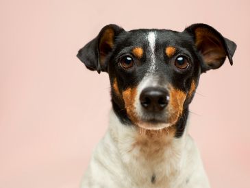 Sacar al perro con mayor frecuencia, proteger las zonas donde duerme y acudir al veterinario ante signos de incontinencia son medidas clave. Unsplash