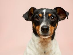 Sacar al perro con mayor frecuencia, proteger las zonas donde duerme y acudir al veterinario ante signos de incontinencia son medidas clave. Unsplash