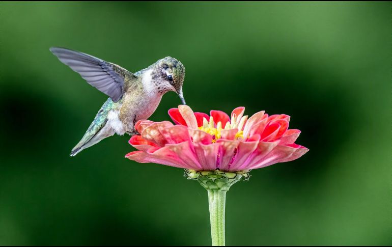 Es sumamente importante evitar utilizar pesticidas alrededor de las plantas. UNSPLASH / E. EWING