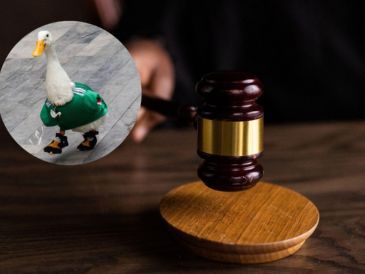 La propuesta plantea cambios en la legislación de bienestar animal ante nuevos escenarios surgidos en plataformas digitales. CANVA/SUN/ESPECIAL