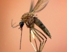 El paludismo comparte síntomas con el dengue, pero es transmitido por una especie diferente de mosquito y cuenta con tratamientos específicos para su cura. AP/Archivo