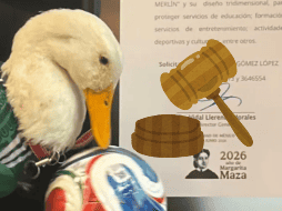La inspiración detrás de esta reforma es el famoso Pato Merlín, un ave que se convirtió en celebridad durante el Mundial 2026. INSTAGRAM / @soyelpatomerlin