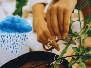Algunas plantas de interior responden excepcionalmente bien a la poda en esta temporada húmeda. ESPECIAL / CANVA