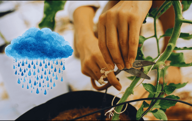 Algunas plantas de interior responden excepcionalmente bien a la poda en esta temporada húmeda. ESPECIAL / CANVA