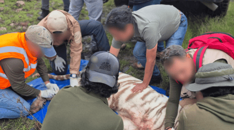 Los veterinarios evalúan el impacto del tigre blanco rescatado en Tepetlaoxtoc, como el estrés extremo, la deshidratación y la falta de alimento adecuado durante días. X / @PROFEPA_Mx