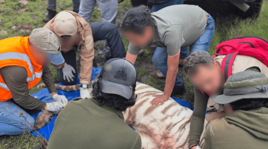 Los veterinarios evalúan el impacto del tigre blanco rescatado en Tepetlaoxtoc, como el estrés extremo, la deshidratación y la falta de alimento adecuado durante días. X / @PROFEPA_Mx