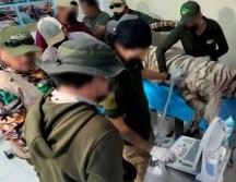 El caso viral del tigre Kenzo en Edomex encendió las alarmas sobre el control de la fauna exótica en México. ESPECIAL/PROFEPA