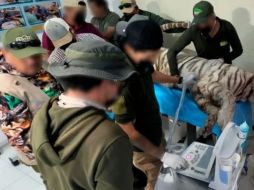 El caso viral del tigre Kenzo en Edomex encendió las alarmas sobre el control de la fauna exótica en México. ESPECIAL/PROFEPA