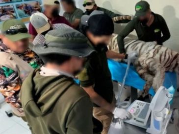 El caso viral del tigre Kenzo en Edomex encendió las alarmas sobre el control de la fauna exótica en México. ESPECIAL/PROFEPA
