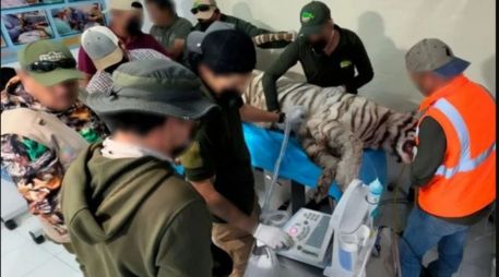 El caso viral del tigre Kenzo en Edomex encendió las alarmas sobre el control de la fauna exótica en México. ESPECIAL/PROFEPA