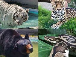 El pasado 27 de junio, el tigre de bengala llamado Kenzo escapó de Animal Experience México. ESPECIAL