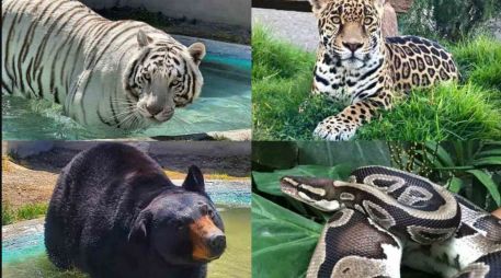 El pasado 27 de junio, el tigre de bengala llamado Kenzo escapó de Animal Experience México. ESPECIAL