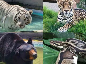 El pasado 27 de junio, el tigre de bengala llamado Kenzo escapó de Animal Experience México. ESPECIAL