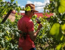 El Estado norteño ha desarrollado en los últimos años una robusta cultura enológica. ESPECIAL/Secretaría de Turismo de Chihuahua
