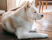 Hay perros que no sólo ofrecen una compañía incondicional, sino que poseen características biológicas y de temperamento idóneas para la protección. ESPECIAL/PEXELS